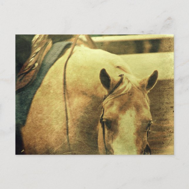 Western Palomino Postcard (Front)