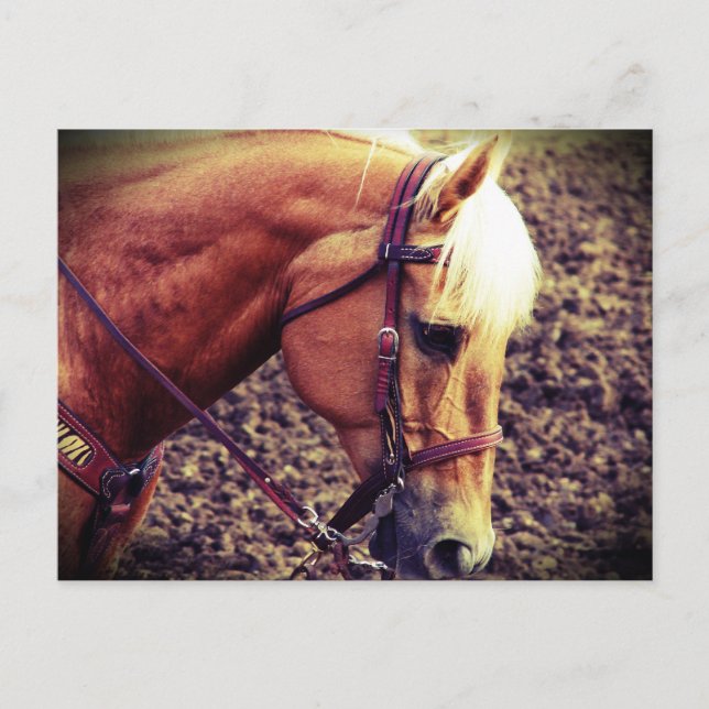 Western Palomino Postcard (Front)