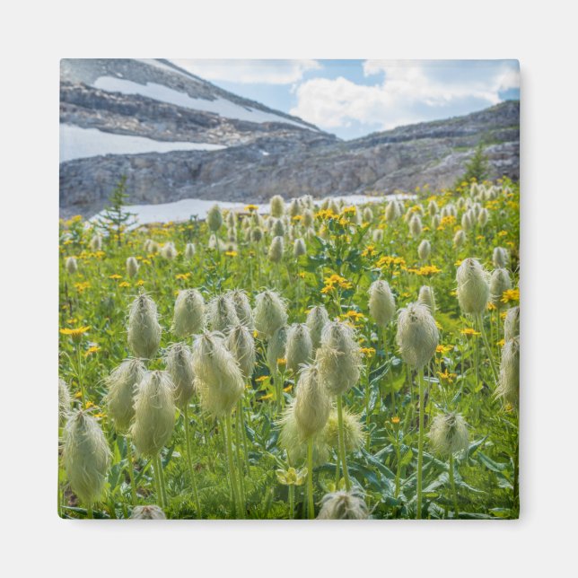 Western Pasqueflower | East Kootenay Mountains Magnet (Front)