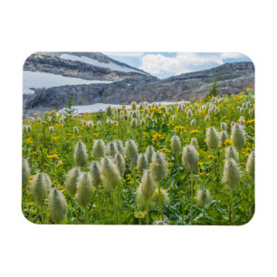 Western Pasqueflower East Kootenay Mountains Magnet