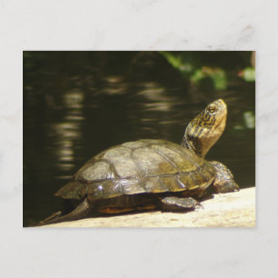 Western Pond Turtle Postcard