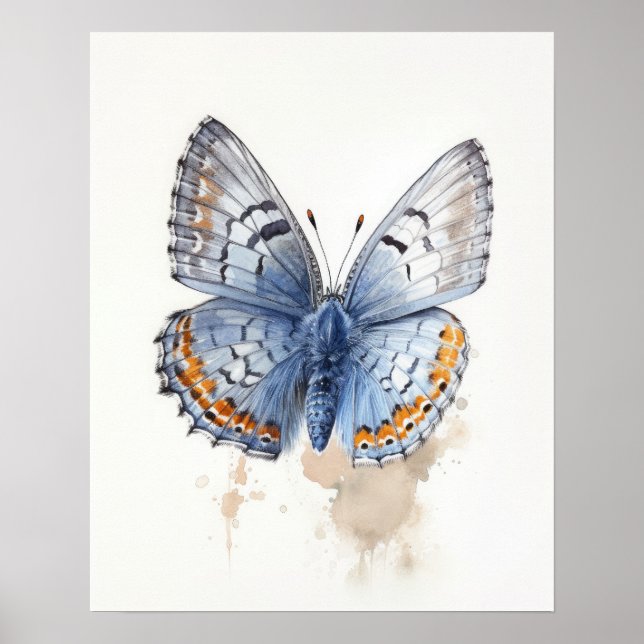 Western Pygmy Butterfly Art Print Poster (Front)