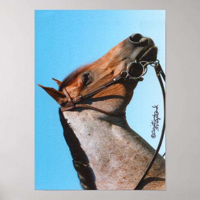 Western Quarter Horse Poster (Front)