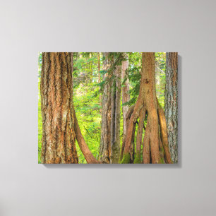 Western Red Cedar Tree   Washington State Canvas Print