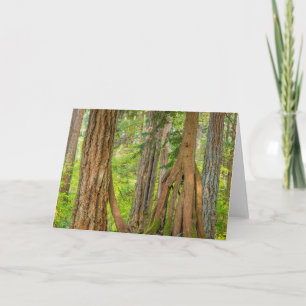 Western Red Cedar Tree   Washington State Card