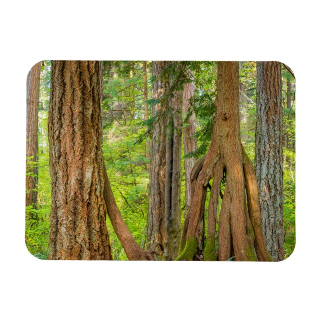 Western Red Cedar Tree | Washington State Magnet (Horizontal)