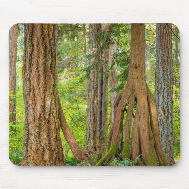 Western Red Cedar Tree | Washington State Mouse Mat (Front)