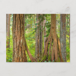 Western Red Cedar Tree   Washington State Postcard