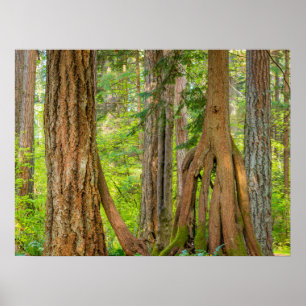Western Red Cedar Tree Washington State Poster