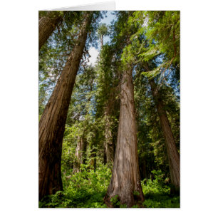 Western Red Cedar Trees