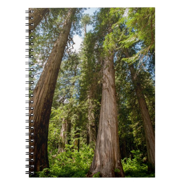 Western Red Cedar Trees Notebook (Front)