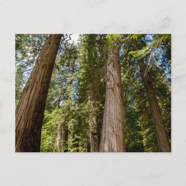 Western Red Cedar Trees Postcard (Front)