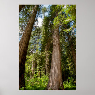 Western Red Cedar Trees Poster
