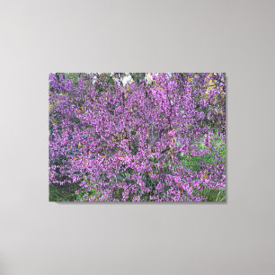 Western Redbud  Canvas Print