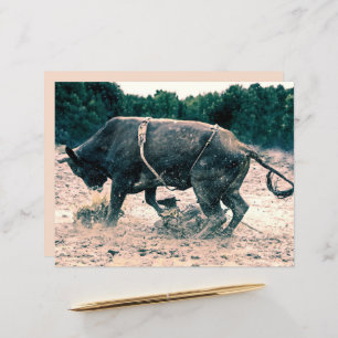 Western Rodeo Black Bull Country Cowboy Rustic