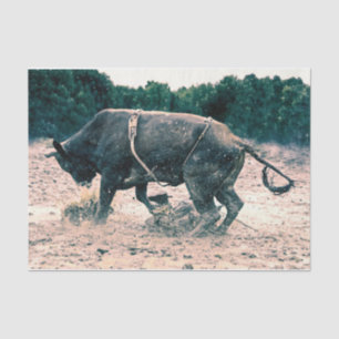 Western Rodeo Black Bull Country Cowboy Rustic Tissue Paper