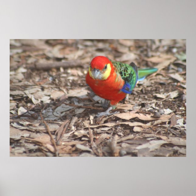 Western Rosella - Platycercus icterotis Poster (Front)