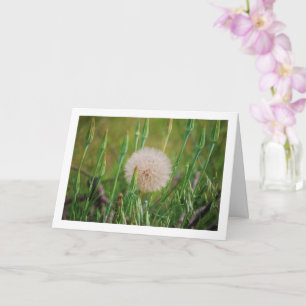 Western Salsify Plant Card