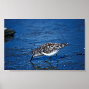 Western Sandpiper Poster