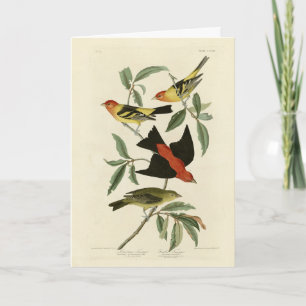 Western, Scarlet Tanagers Audubon Birds of America Card