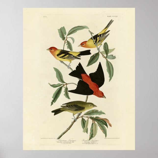 Western, Scarlet Tanagers Audubon Birds of America Poster (Front)