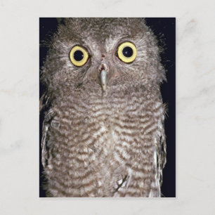 Western screech owl, Otus kennicottii, California, Postcard