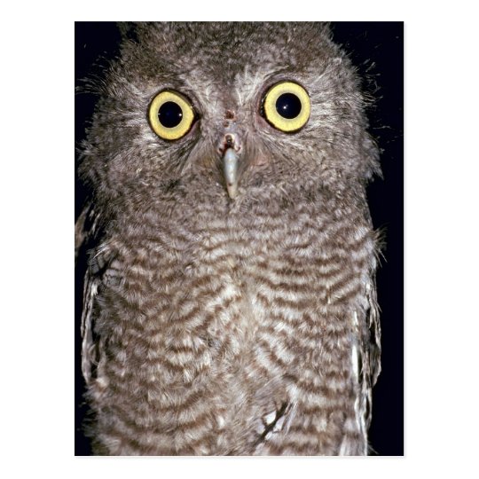 Western screech owl, Otus kennicottii, California, Postcard
