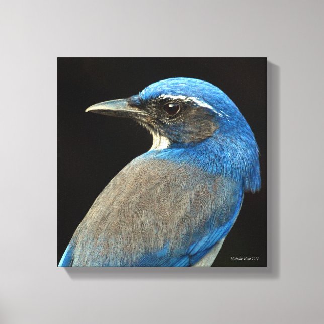 Western Scrub Jay Canvas Print (Front)