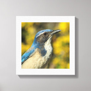 Western Scrub Jay Canvas Print