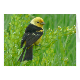 Western Tanager