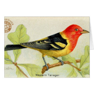Western Tanager