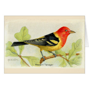 Western Tanager