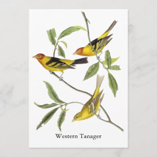 Western Tanager - John James Audubon Invitation