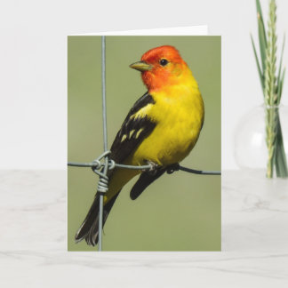 Western Tanager Notecard