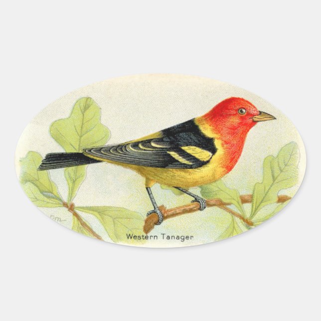 Western Tanager Oval Sticker (Front)