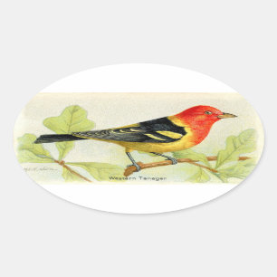 Western Tanager Oval Sticker