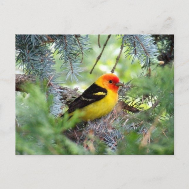 Western Tanager Postcard (Front)