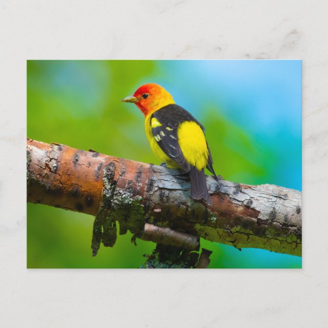 Western Tanager Postcard (Front)