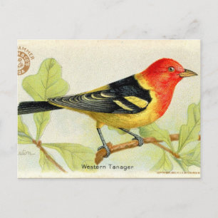Western Tanager Postcard