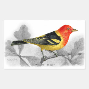 Western Tanager Rectangular Sticker