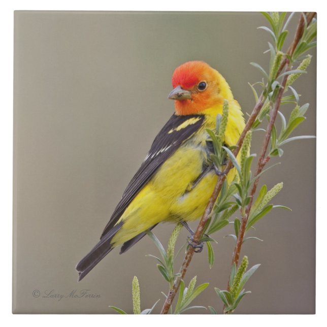 Western Tanager Tile (Front)