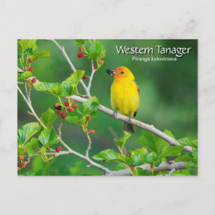 Western Tanager Yellow Bird Postcard