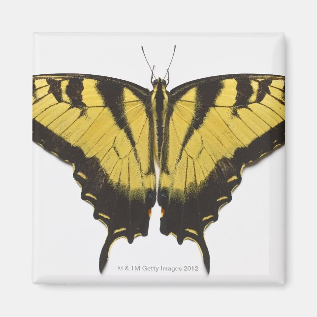 Western Tiger Swallowtail Butterfly Magnet (Front)