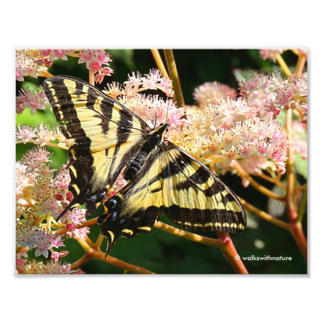 Western Tiger Swallowtail Butterfly on Rodgersia Photo Print (Front)