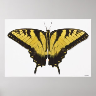 Western Tiger Swallowtail Butterfly Poster