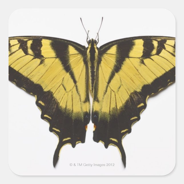 Western Tiger Swallowtail Butterfly Square Sticker (Front)