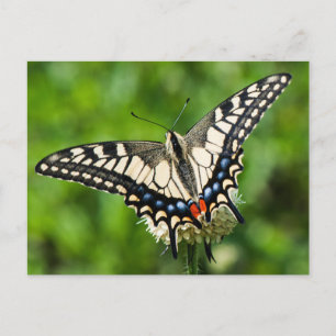 Western tiger swallowtail (Papilio rutulus) Postcard