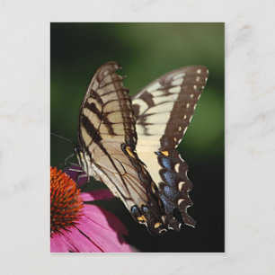 Western Tiger Swallowtail Postcard