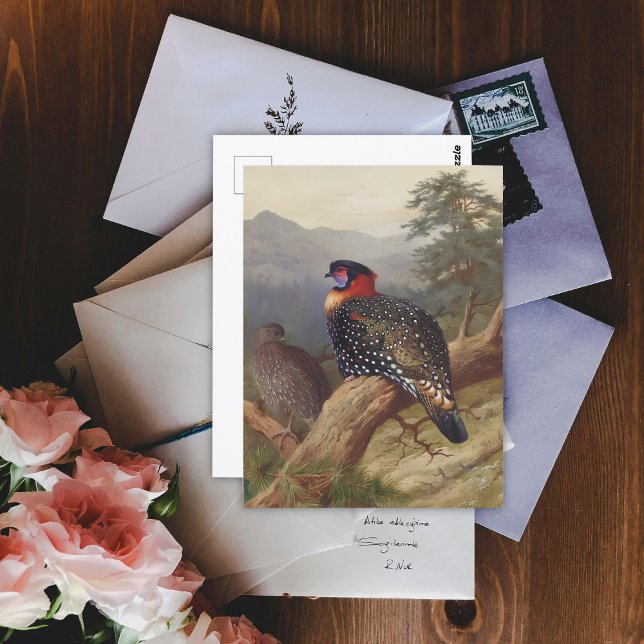 Western tragopan, Bird Illustrations Postcard (Creator Uploaded)