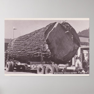 Western Washington Fir Log circa 1940 Poster